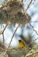 northern mask weaver
