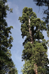 tree on background of blue sky