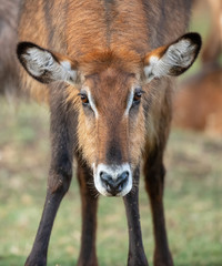 common waterbuck portrait