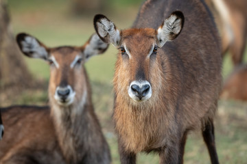 common waterbuck portrait