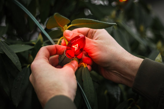 Man's Hands Putting Up Red Christmas Lights