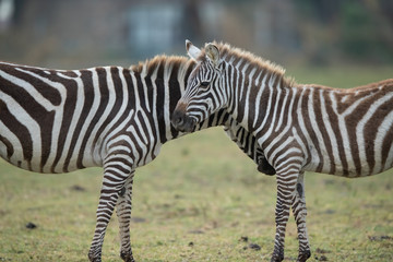 the zebra portrait 