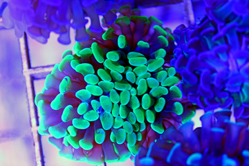 Green Euphyllia branhced hammer lps coral in reef aquarium