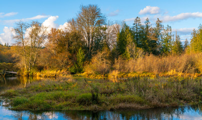 Lynch Cove Wetlands Washington State