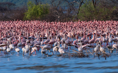 Naklejka premium wiele flamingów w jeziorze