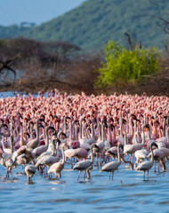 Fototapeta premium wiele flamingów w jeziorze