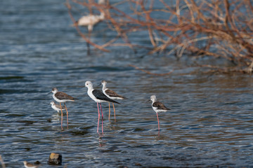 gulls standing in the water