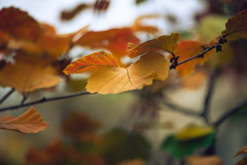 Vibrant gorgeous orange withhazel leaves in Autumn early morning 