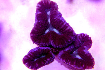 Lobophyllia open brain LPS coral in reef aquarium tank © Kolevski.V
