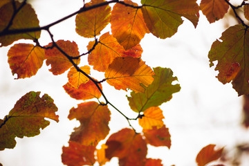 Vibrant gorgeous orange withhazel leaves in Autumn early morning 