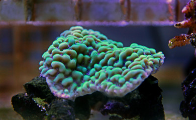 Montipora sps coral in saltwater aquarium