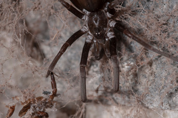 Southern House Spider (Kukulcania hibernalis)