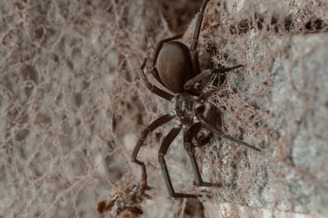 Southern House Spider (Kukulcania hibernalis)