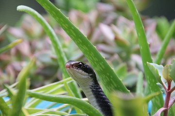 Black racer snake peeking out from potted aloe succulent plant on sunny patio.