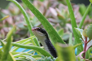 Black racer snake peeking out from potted aloe succulent plant on sunny patio.