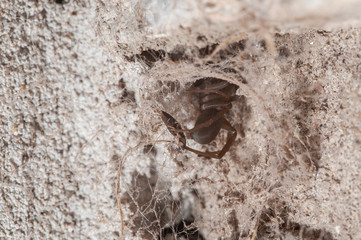 Southern House Spider (Kukulcania hibernalis)
