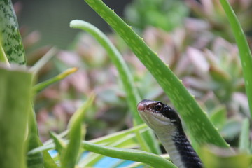 Black racer snake peeking out from potted aloe succulent plant on sunny patio.