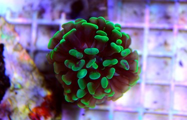 Naklejka premium Green Euphyllia branhced hammer lps coral in reef aquarium