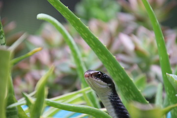Black racer snake peeking out from potted aloe succulent plant on sunny patio.