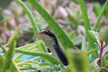 Black racer snake peeking out from potted aloe succulent plant on sunny patio.