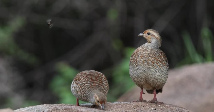 Grey Francolins feeding on grains, Hampi, Daroji Sanctuary, Karnataka, India