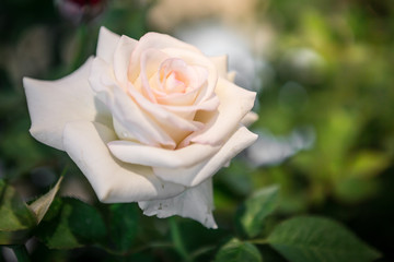 white roses with morning sunlight