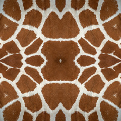 Closeup giraffe skin for the background