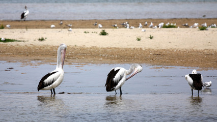 Pelicans