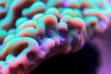 Montipora sps coral in saltwater aquarium © Kolevski.V