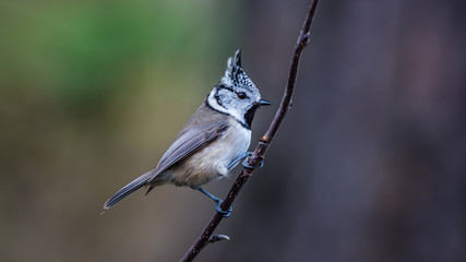 Crested Tit on a twig