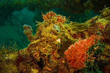 Coral growth on scaffold wreck off Fort Lauderdale Florida