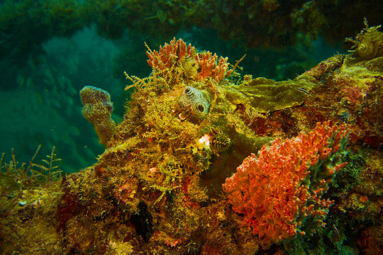Coral growth on scaffold wreck off Fort Lauderdale Florida