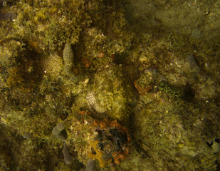 Scorpionfish well camouflaged on reef off Fort Lauderdale