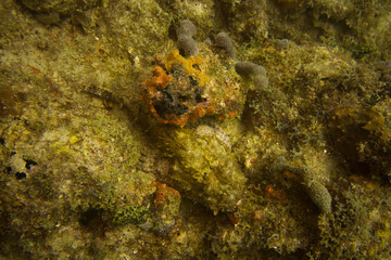 Spotted scorpionfish well camouflaged on reef off Fort Lauderdale