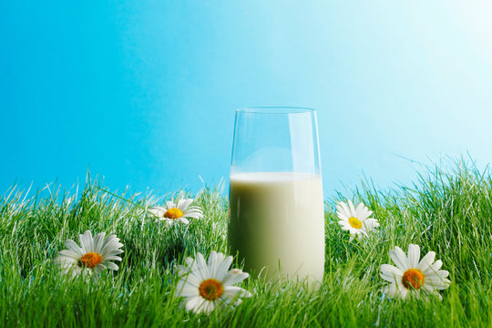 Glass of milk in grass with daisies