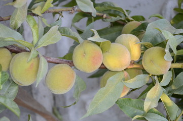  raw apricot on tree