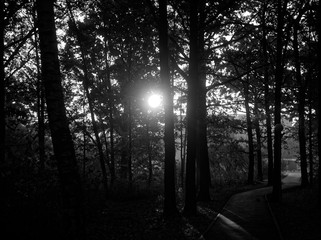 Obraz premium shadows of trees in the Park in summer