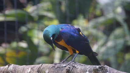 The golden-breasted starling is a small bird with a bright, blue tail and a blue back. It has a green head, white eyes, blue-violet wings, and a yellow breast, belly, and upper tail covers