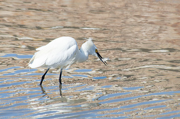 White heron on the lake