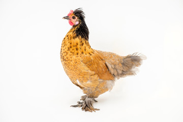 chicken on white background