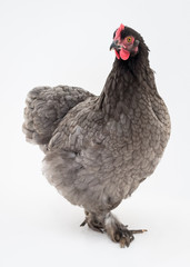 chicken on white background