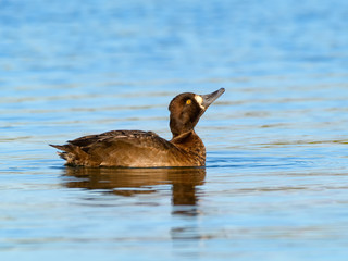 Female Lesser Scaup Swimming in Fall