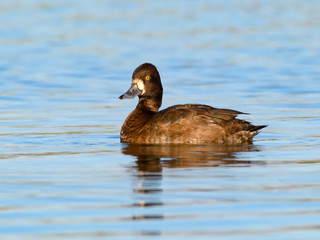 Female Lesser Scaup Swimming in Fall