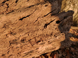 bark of a tree