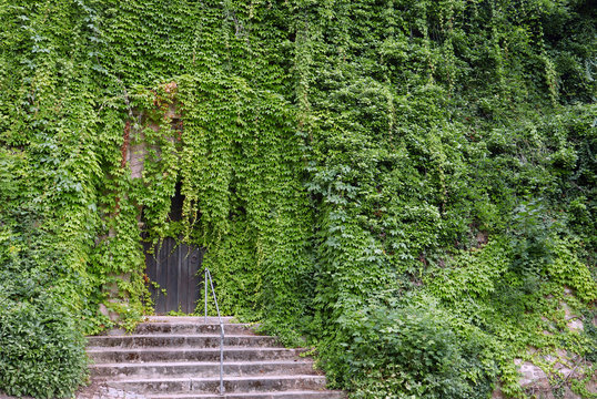 Wooden gate covered in ivy overgrowth
