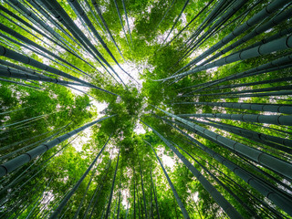 Fototapeta premium Amazing wide angle view of the Bamboo Forest in Kamakura