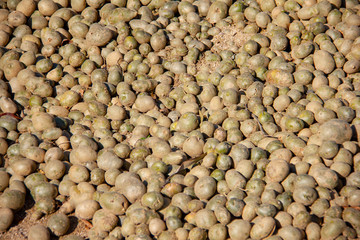 Potato harvested in autumn