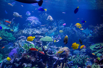 Naklejka na ściany i meble Aquarium reef