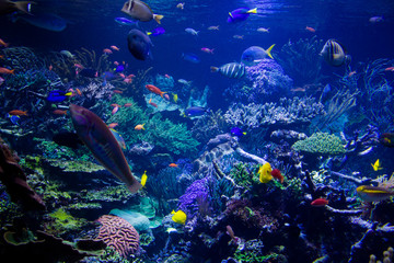 Obraz na płótnie Canvas Aquarium reef