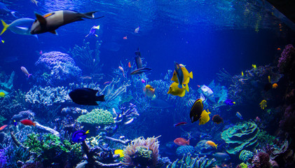 Naklejka na ściany i meble Aquarium reef